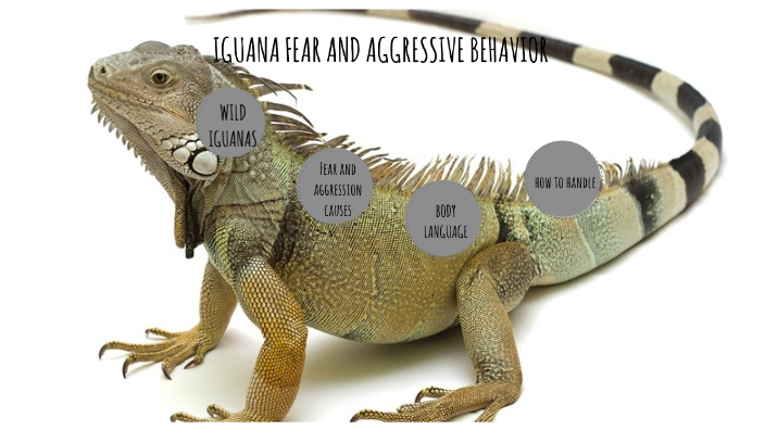 Iguana Fear And Aggressive Behaviour By Lai S On Prezi