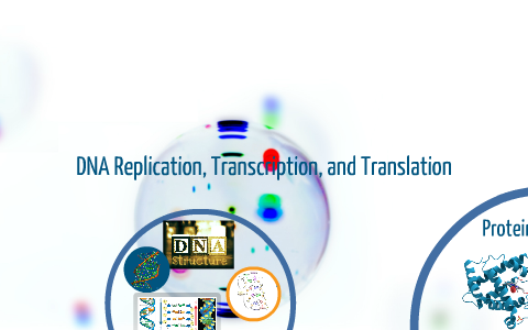 DNA Replication, Transcription, and Translation by Mark Leal on Prezi