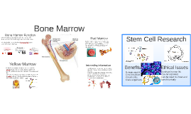 red bone marrow