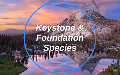 Keystone & Foundation Species by Brigette Vega