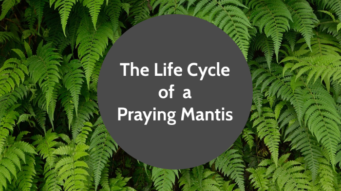 Praying Mantis Life Cycle By Shae Preece On Prezi   Ojs7o3lk5cecu77k2pnmpprd636jc3sachvcdoaizecfr3dnitcq 3 0 