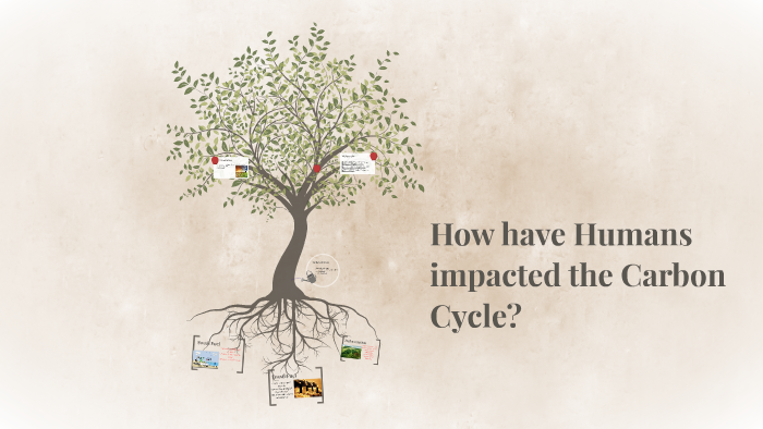 how-have-humans-impacted-the-carbon-cycle-by-tina-thong