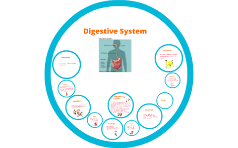 Digestive System by arianna munoz on Prezi Next