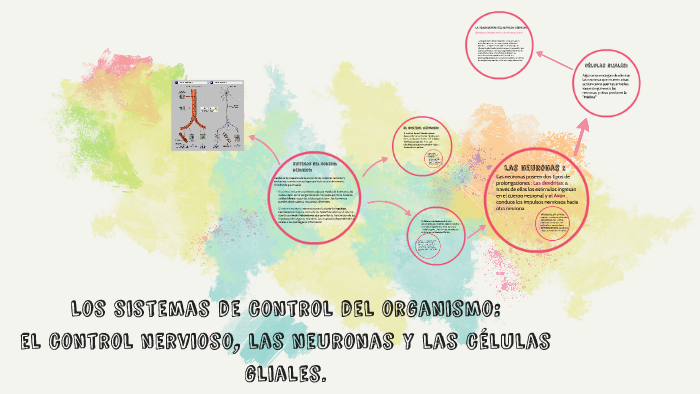 Los Sistemas De Control Del Organismo By Gisel Murua On Prezi