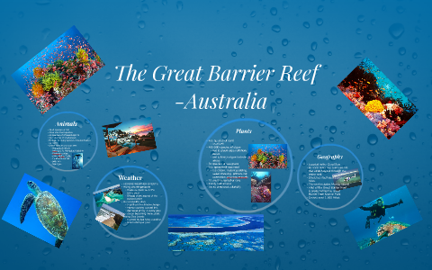 The Great Barrier Reef by Nikki Morales on Prezi