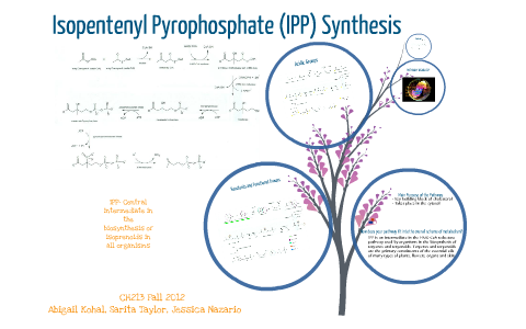 Isopentenyl Pyrophosphate Synthesis by Abigail Kohal on Prezi