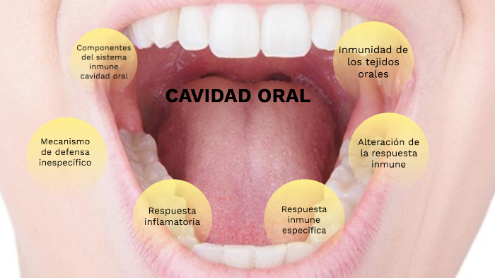 Cavidad Oral By Orlando Mendoza Conde On Prezi Next