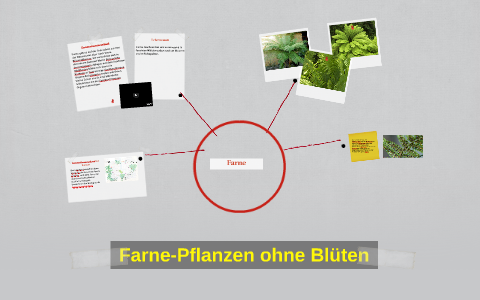 FarnePflanzen ohne Blüten by LinaAnna Cortese on Prezi
