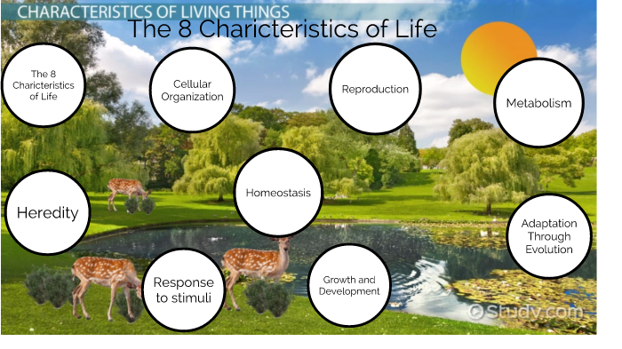 8 Characteristics of Life in Biology