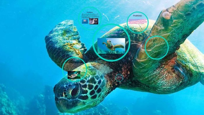 the-food-chain-of-a-sea-turtle-by-tailey-genova-on-prezi