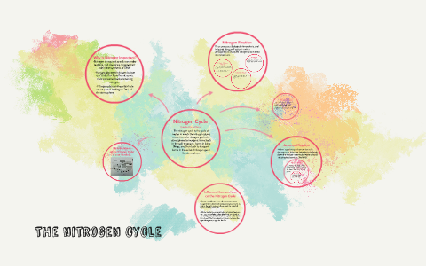 Nitrogen Cycle by Hannah Larsen on Prezi