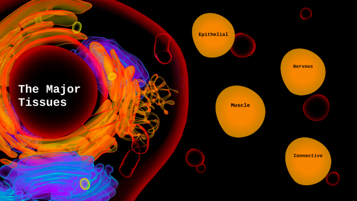 Histology Flow Chart By Faith Foster On Prezi