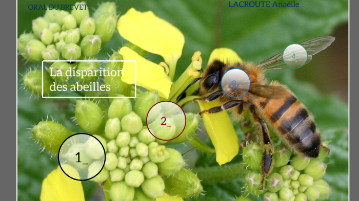 la disparition des abeilles by Julie Siret on Prezi