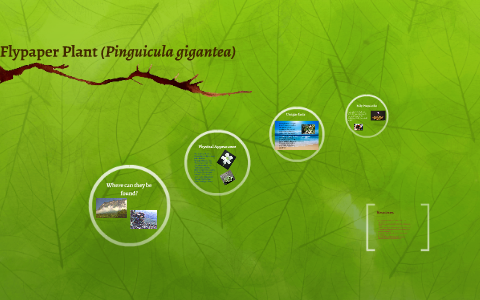 Flypaper Plant (Pinguicula gigantea) by Shabalabadingdong IAMFOOD on Prezi