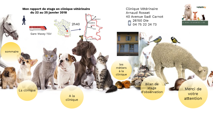 Rapport Stage Clinique Vétérinaire by pinon pinon