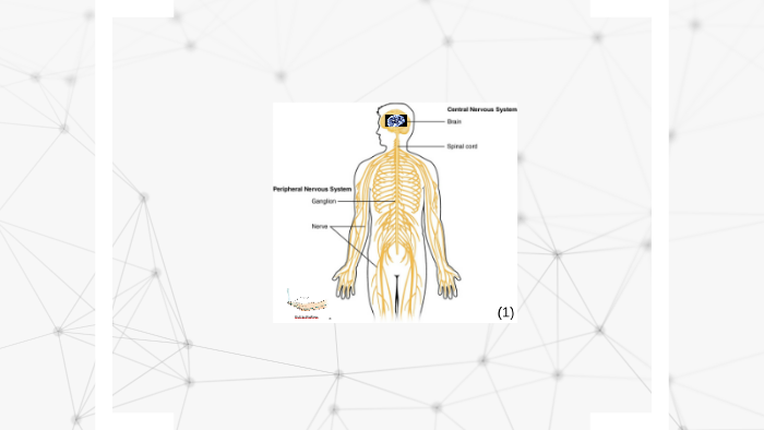 Aufbau Und Funktion Von Synapsen
