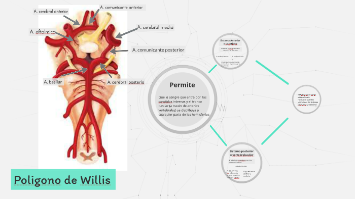 Poligono de Willis by yoa diaz