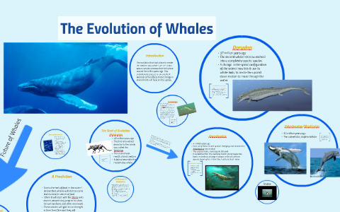 future evolution of whales