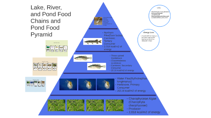 freshwater ecosystem food pyramid