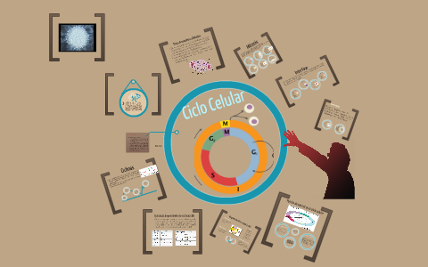 Ciclo celular by Sophia Echevarria on Prezi