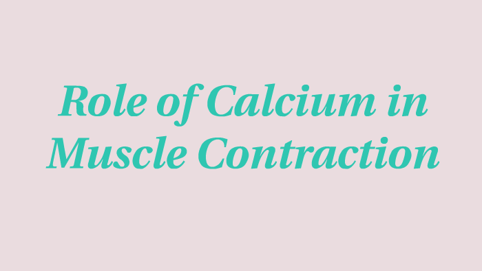 role-of-calcium-in-muscle-contraction-by-lena-fernkopf-on-prezi