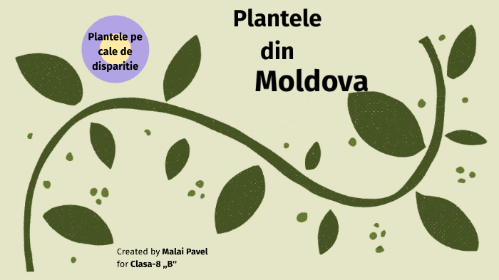 Plantele Din Moldova By M P By M Pavlik On Prezi Next