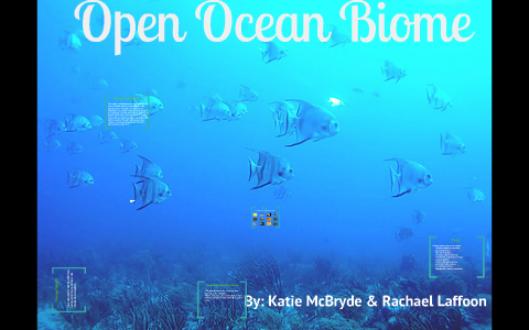ocean biome project ideas