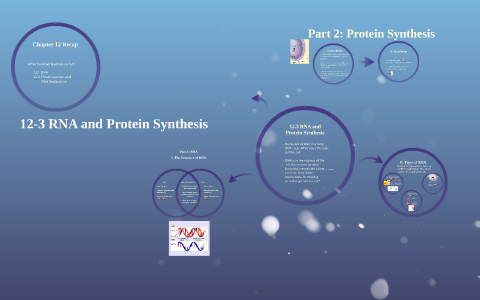 12.3 RNA and Protein Synthesis by Luke Moser on Prezi