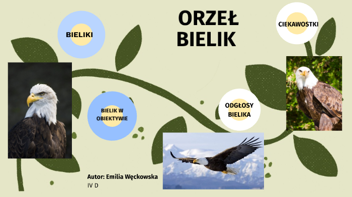 Orzel Bielik By Julia Nowak