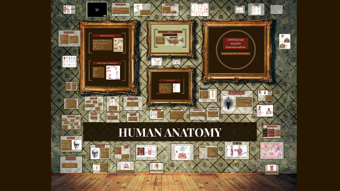 human anatomy prezi presentation