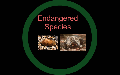 Endangered Species by on Prezi