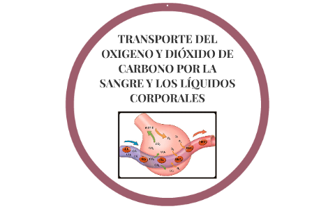 Transporte Del Oxigeno Y Dioxido De Carbono Por La Sangre Y By
