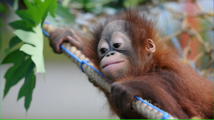 Orangutan Spirit Animal by Isabella Jimenez
