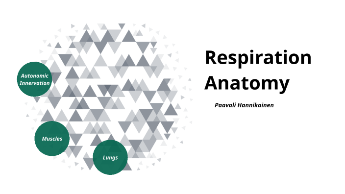 Respiration Anatomy by Paavali Hannikainen on Prezi