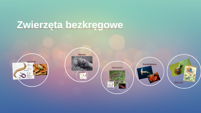 Zwierzeta Bezkregowe Sprawdzian Dla 1 Gim