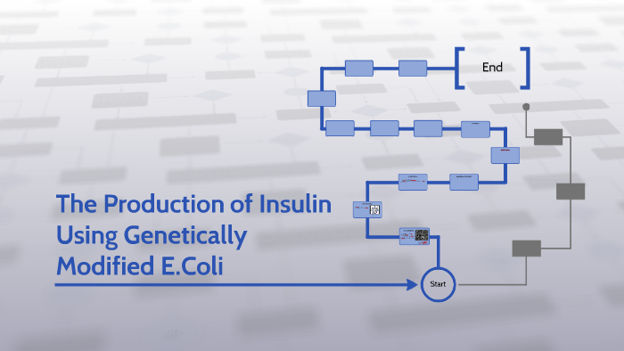 The Production of Insulin Using Genetically Modified E.Coli by Conor C ...