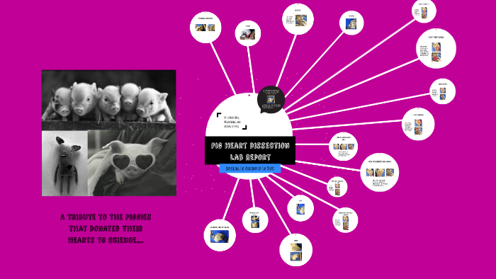 Pig Heart Dissection Lab Report By Salami Modi
