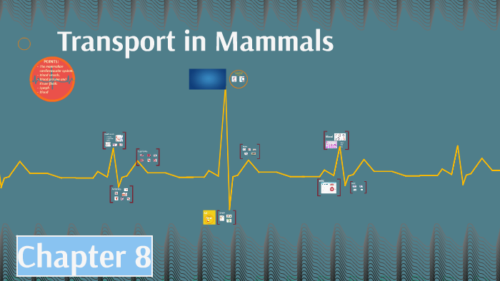 Transport in Mammals by Hanadi Barghouthi