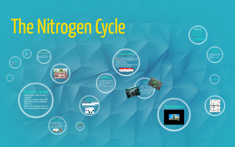 The Nitrogen Cycle by Parth Jain on Prezi