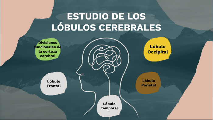 Estudio De Los Lóbulos Cerebrales By Bryan Smith Espíritu Girón On Prezi