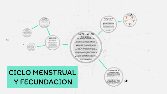 Ciclo Menstrual Y Fecundacion By Zoe Sanrame 2175