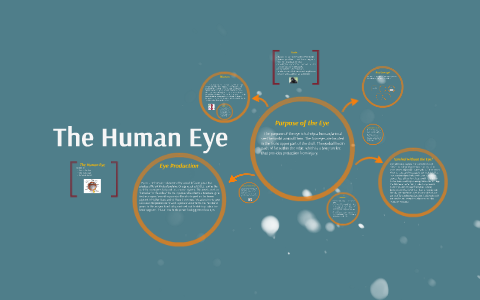 The Human Eye by Gerardo Ramirez on Prezi