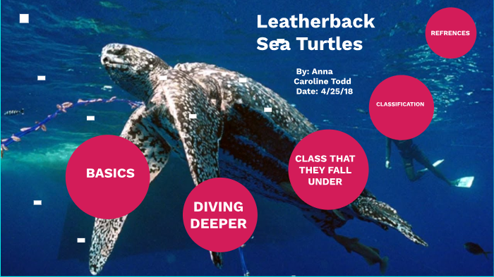 Leatherback Sea Turtles by Anna Todd on Prezi