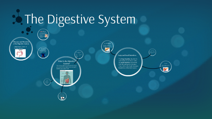 The Digestive System by C D on Prezi