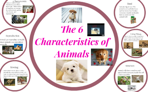 The 6 Characteristics of Animals by Alyssa Dirling
