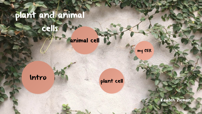 plant and animal cells by Kayden Zieman on Prezi
