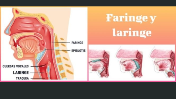 laringe y faringe traquea