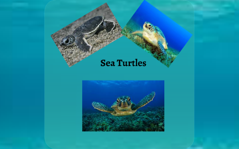 Sea Turtles by Shynaia Higgins on Prezi