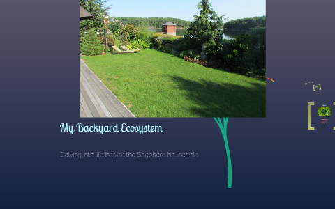 My Backyard Ecosystem By West Shepherd