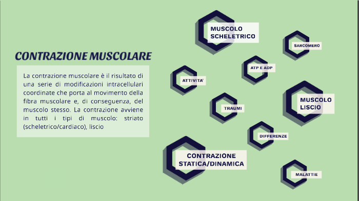 CONTRAZIONE MUSCOLARE By Miriam Ventrella On Prezi